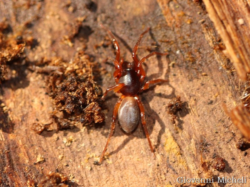 Ragno sotto corteccia:  Dysdera sp. - Magenta (MI)